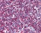 SELPLG / PSGL-1 / CD162 Antibody (clone TC2)